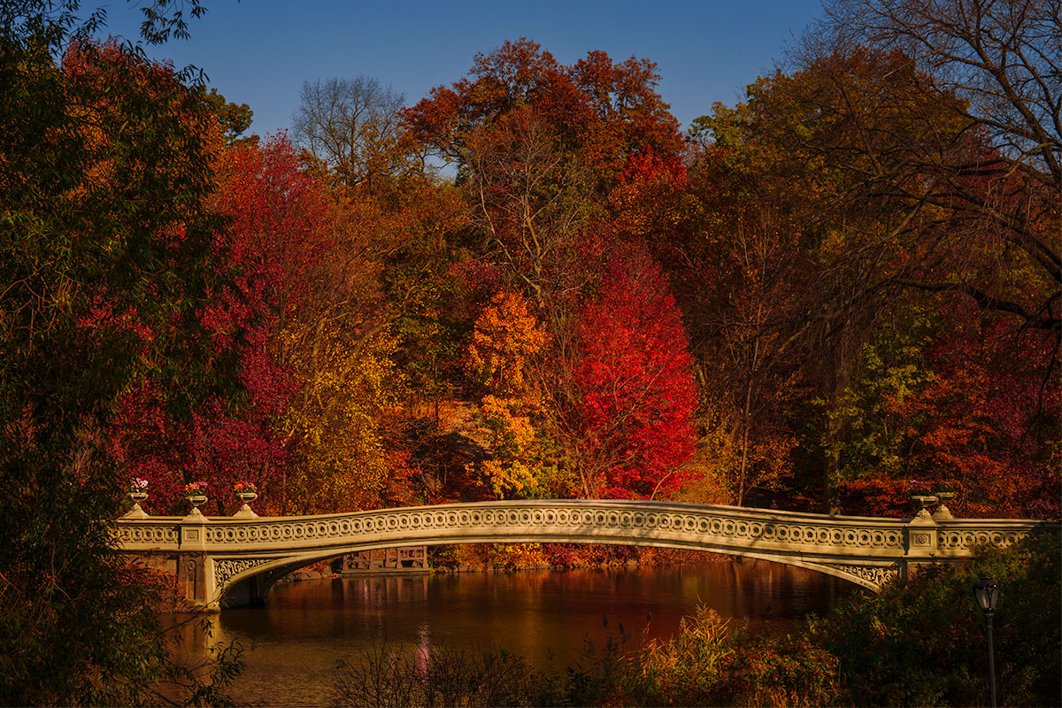 Bow Bridge in Central Park surrounded by autumn foliage, New York City