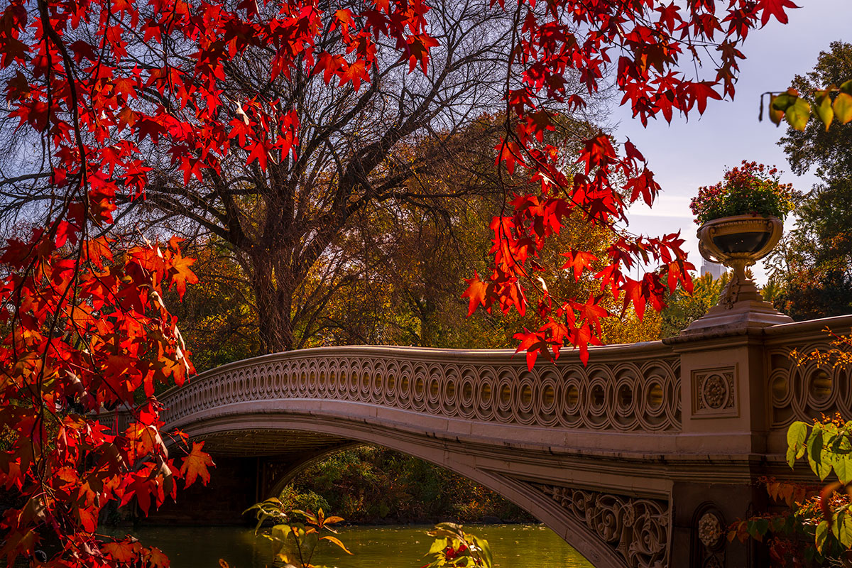 Bow Bridge in Central Park framed by autumn foliage in New York City